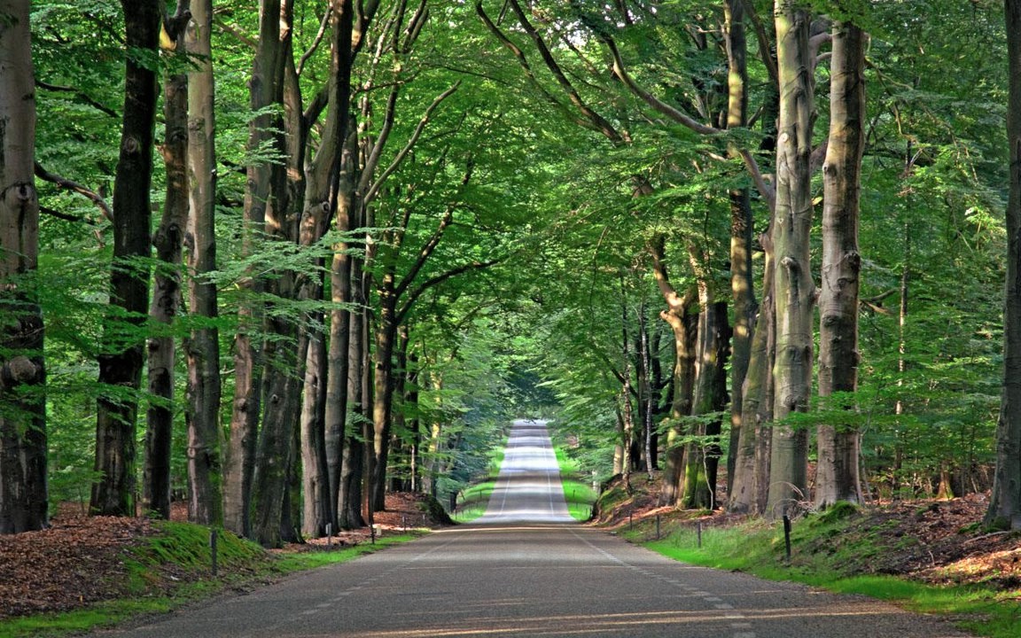 Bos en hout langs de snelweg