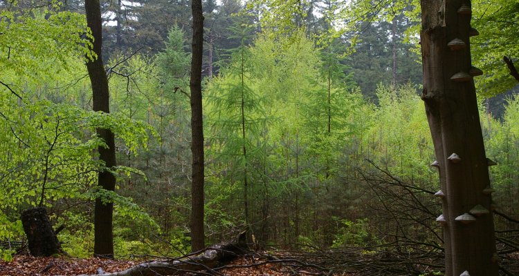 Conditie Nederlandse bossen gaat vooruit.